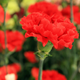 Image for article titled A Complete Guide To Buying Her Flowers